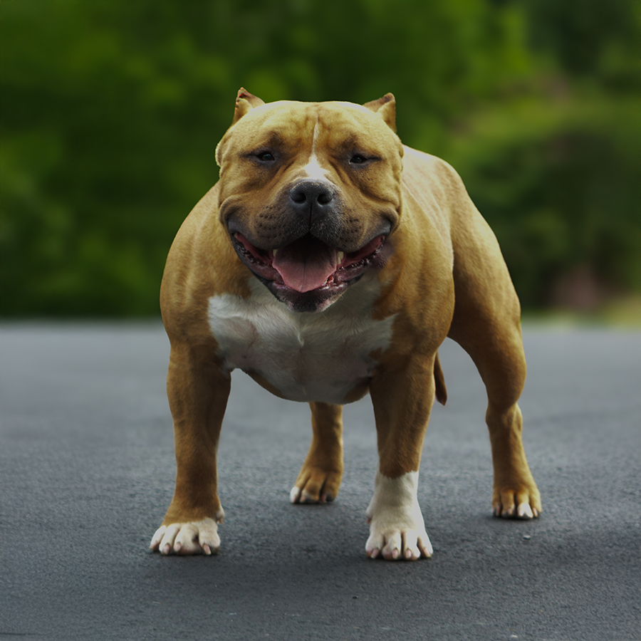 You are currently viewing Bullys Raiders’ Lil Pablo